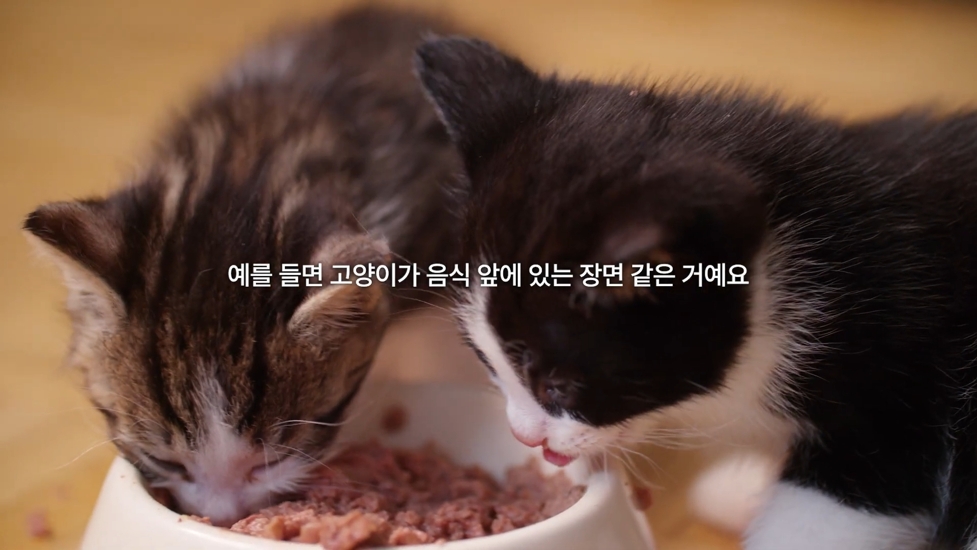 고양이가 먹으면 안 되는 음식이라는 맥락을 이해하기 위한 B-roll을 넣어주세요